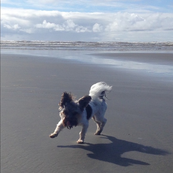 Meet your Posher, Gemma - Picture 1 of 1